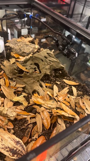 Our Cubaris Sp. White Ducky isopods have been thriving in their 15 gallon tank, but it was starting to get crowded. They just got a supersize upgrade to a 28 gallon low boy terrarium! #isopodfactory #bioactive #isopodsofinstagram #whiteduckyisopod #terrarium | Isopod Factory