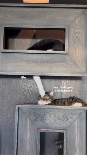 Life slapping you in the face at the moment? 😅 Visit Java Whiskers Cat Café for the perfect pick-me-up 🫶 Book through our bio! #cattok #funnycats #catlover #rescuecats