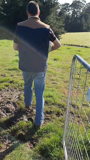 Tasmanian Long Horn Cows Tackling Pumpkins