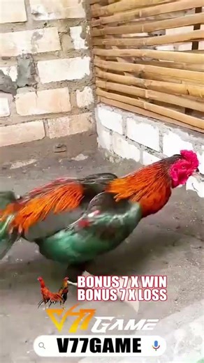 Ayam bangkok Super Thailand, Sehat Siap Turun Nonton Live Ga28 Di V77game