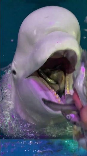 Hungry Dolphin Hunting and Eating Small Fish in the Ocean 🐬🔥