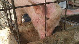 Hungry Pig Eat Duck Short Footage Stock Footage Video (100% Royalty-free) 3672196783 | Shutterstock