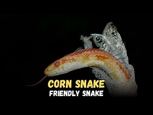 Corn Snake is the best friendly Pet Snakes Buying Cost, Diet, Care Sheet Guide for Beginners