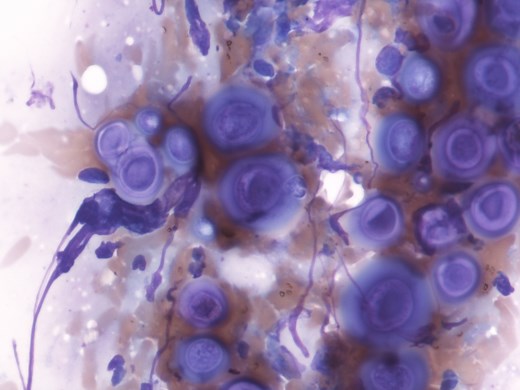 Module 2.3: Fecal Flotation – Clinical Veterinary Diagnostic Laboratory