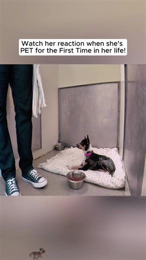 First Time Pet Experience: Adorable Puppy Reaction