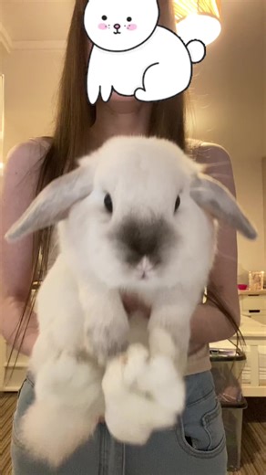 Adorable Bunny Love