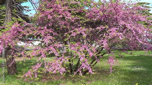 Redbud tree, latin name Cercis, recorded on Saints Constantine and Helena resort, Varna region, Bulgaria.