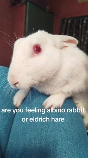 Choose Wisely: Albino Rabbits vs Eldritch Hares