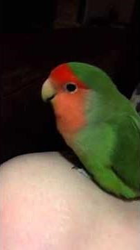 Peach faced lovebird sings his lullaby