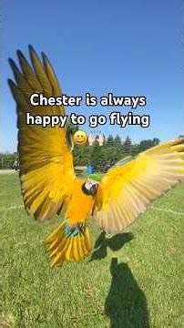 Chester is always so happy to go flying 😄🙌🏻 #talkingparrot #flyingparrot #pet #parrot #macaw #wow