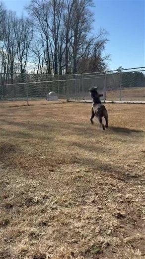 ⭐️🐾 DOG OF THE DAY: ACE 🐾⭐️ Say hello to Ace, a remarkable boy who has come such a long way in such a short time. When Ace first came to us, he was unsure and closed off — but once he realized he was safe, loved, and finally free, his true personality burst through. Ace still has lots of puppy energy in him, and we believe it’s because he spent who knows how long chained up with no room to play or be himself. Now he’s making up for lost time and discovering the joys of love, freedom, and toys 