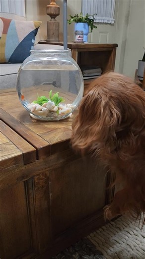 Ruby discovered Charlie the goldfish and kept barking at him, so I put him where she could watch him. She can't figure out how to get him.Lol #goldfish ##rubycavalier #barking #cavalierkingcharlesspaniel | Reba's Cavalier King Charles Spaniel Puppy Love