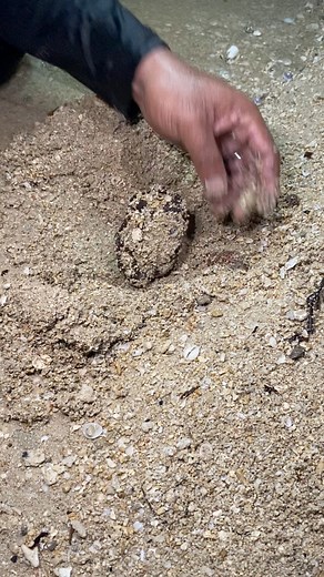 4.7K views · 11 reactions | Shell  #fblifestyle | Madam F-Island life | Facebook