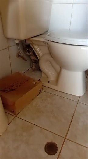 Caso externo Buenos días ésta gatita ha sido abandonada con sus 4 bebés de 4 meses aprox y los gatos están persiguiéndola para pisarla x éso me la traje a mi casa pero ya no puedo tenerla x éso URGE ESTERILIZARLA gracias bendiciones PLIN 920035215 Silvia Moreno | Refugio Animal Chiclayo