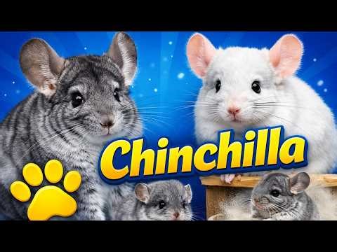 Chinchilla Facts & Care Guide Everything You Need to Know Before Getting One