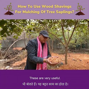 How to use wood shavings for mulching of tree saplings? | Give Me Trees Trust
