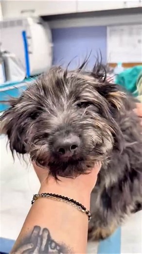 Fundacja dla Szczeniąt Judyta on Instagram: "Tego kudłacza potrącił kierowca i nawet się nie zatrzymał. Dostał u nas imię Chaps. Za nim bardzo skomplikowany zabieg ortopedyczny, a przed nim rehabilitacja i długa odbudowa mięśni. To teraz jego najważniejsza praca. Chaps krok po kroku wraca do sprawności, pod czujnym okiem zespołu medycznego, który nadal trzyma na nim łapę i nie spuszcza go z oka. Na razie skupiamy się wyłącznie na leczeniu i regeneracji. Gdy przyjdzie odpowiedni moment, Chaps zac