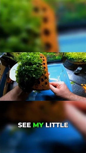 DIY Aquascaping: How to Tie Moss to a Brick Step-by-Step