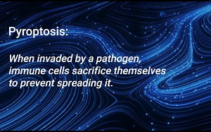 Duke Science and Technology-Pyroptotic cell death 浅谈细胞焦亡
