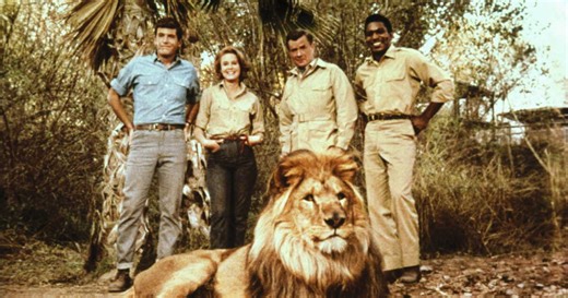 Que sont devenus les acteurs de "Daktari", 55 ans après la fin de la série ?