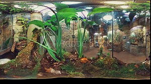 Take a virtual tour inside a tropical rainforest viv arium and experience the lush greenery and exotic plants up close. The 360-degree view allows you to explore the environment from every angle