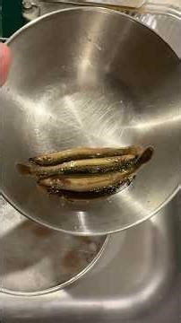 When you put loaches in an ultrasonic cleaner... #shorts #handsome #handsomeolderman #handsomevoi...