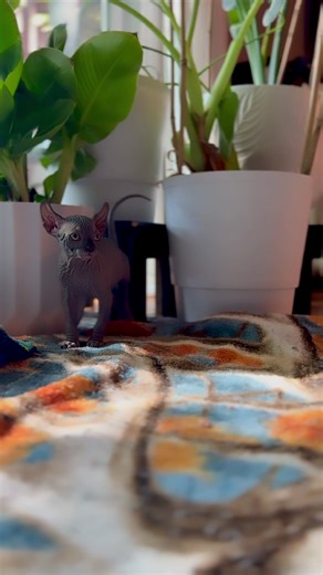 Adorable Black Elf Male Kittens from Ohio