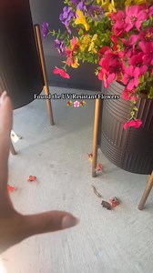 Today Special ❗ Only $1.98 Each ❗ My 65 year old mom is obsessed with these stunning, lifelike flowers 🌸✨ No watering required: they won't wilt and will stay brightly colored. 🌿🏡 Perfect for adding vibrant beauty to your space - be prepared for envious neighbors! 👏🤩🌻🌼🌸 | HumidAura