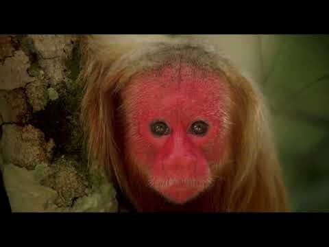 Amazônia | Trailer oficial