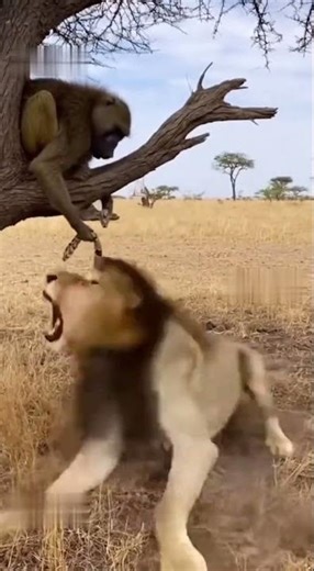 #Wildlife #Prank #FunnyAnimals Baboon's Epic Prank