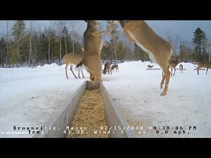 Brownville Food Pantry For Deer ~ Dominant Doe ~ 2.15.18