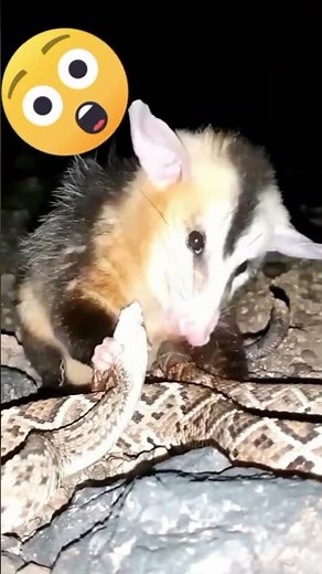 Watch This Snake Hunt a Mouse in the Wild! | 🐁 Vs. 🐍 | #snake #mouse #wildlife #hunting #viralshort