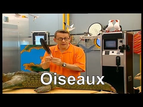 Quels sont les caractéristiques d'un oiseau ? - C'est pas sorcier