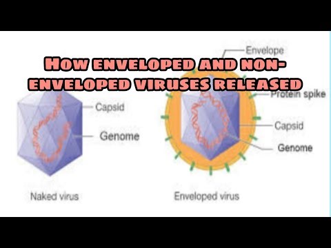 Released of necked and enveloped viruses from host