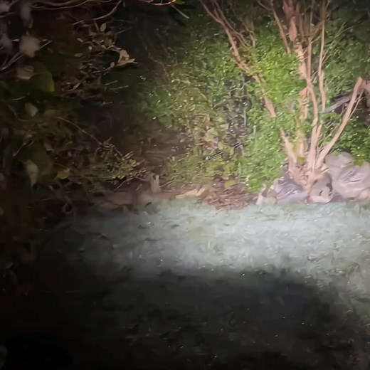 Explore Beautiful Bird Sounds and Chirps