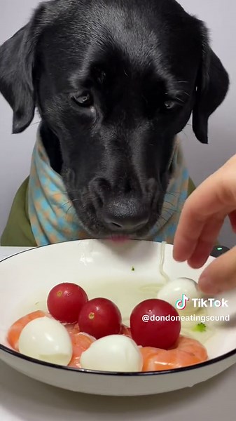 Adorable Dog Mukbang Compilation