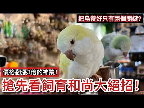 搶先看！6隻和尚飼育經驗無私全盤托出！近年價格翻漲3倍的神蹟？絕對不能給鸚鵡吃的食譜！【鸚鵡小木屋】【寵物鳥圖鑑】
