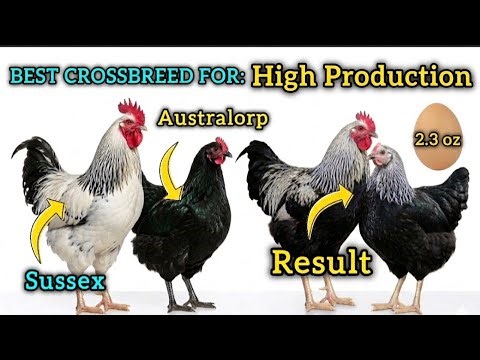 Sussex Rooster + Australorp Hen: High Egg Production Cross