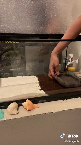 Setting Up a Hermit Crab Enclosure: A Step-by-Step Guide