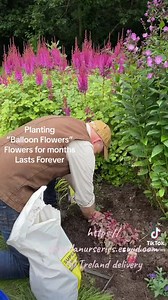 Planting “Balloon Flowers” ,for months of flowers and they last...