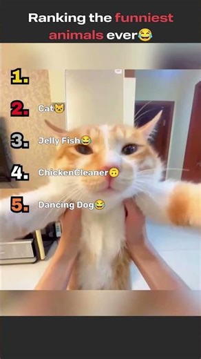 Ranking the funniest animals #comedy #funny #animals