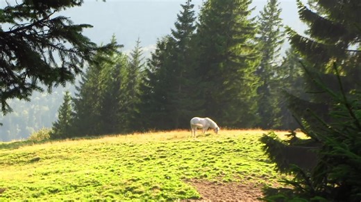 alone | alan walker song alone