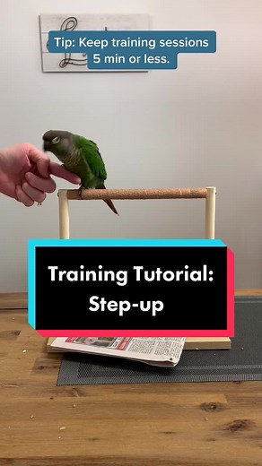 Teach your bird to step up using targeting and a clicker. #conuresoftiktok #bird #conure #greencheekconure #clickertraining #birdtricks #stepup