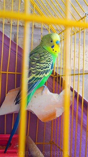 Cutest Budgie Singing Ever 🐦🎵