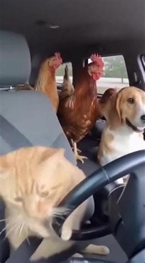Cat Driving! Animals Go for a Car Ride LOL