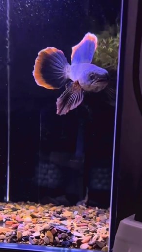 Đây mới là lim chứ 🙏#huylocnhoc #huytapnuolicnhoc #limbata