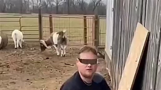 Баран атакует,,