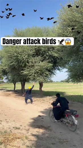 danger attack birds 🦅😱#WildLife #DangerBirds #NatureAttack