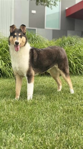 Do smooth collies blow their coats? www.ThunderstruckCollies.net | ThunderstruckCollies