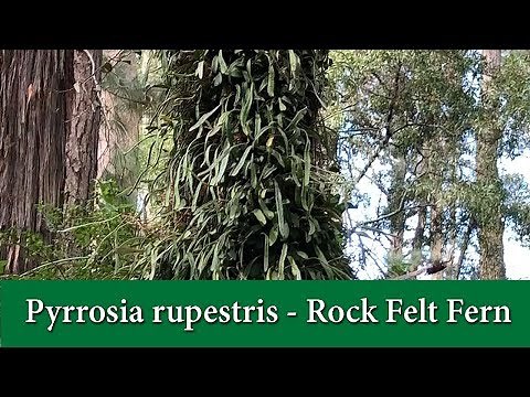 Pyrrosia rupestris - The Rock Felt Fern - A Climbing Fern that grows on Rocks and Trees